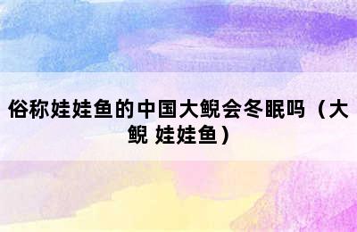 俗称娃娃鱼的中国大鲵会冬眠吗（大鲵 娃娃鱼）